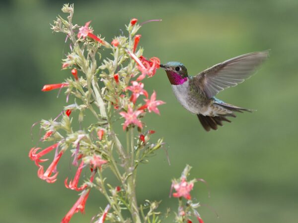 male Broad-tailed Hummingbird vising flowers