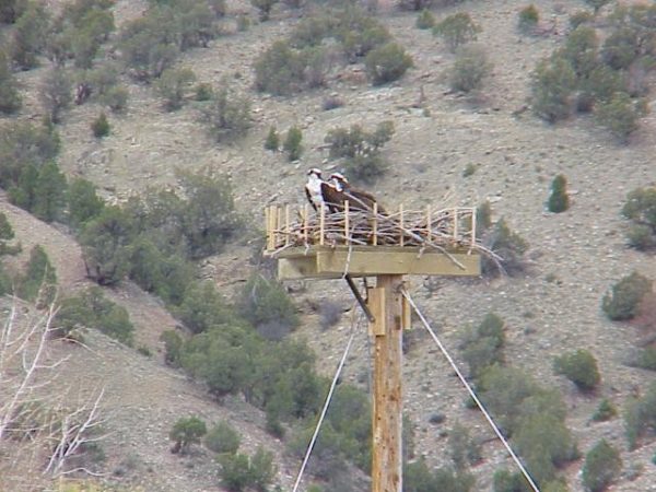 Osprey nest on platform