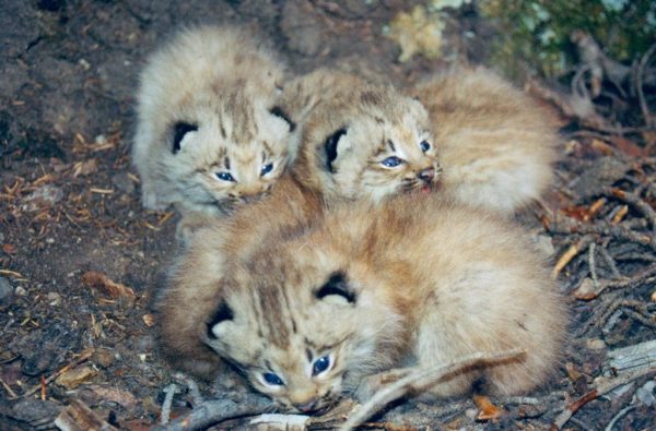 lynx kittens