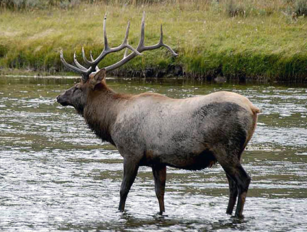 Rocky Mountain bull elk standing in stream