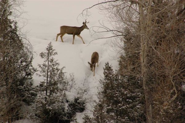 two deer on snowy hill