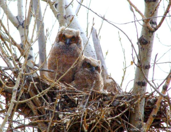 Owlets in nest