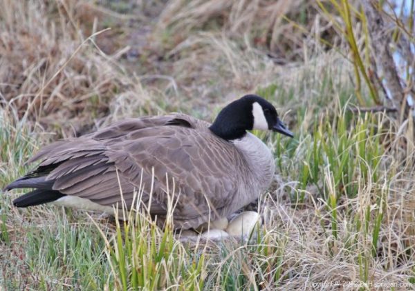 Canada Goose with eggs on nest