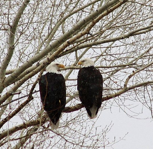 pair of Bald Eagles