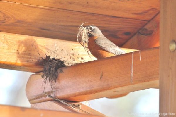 American Robin building a nest