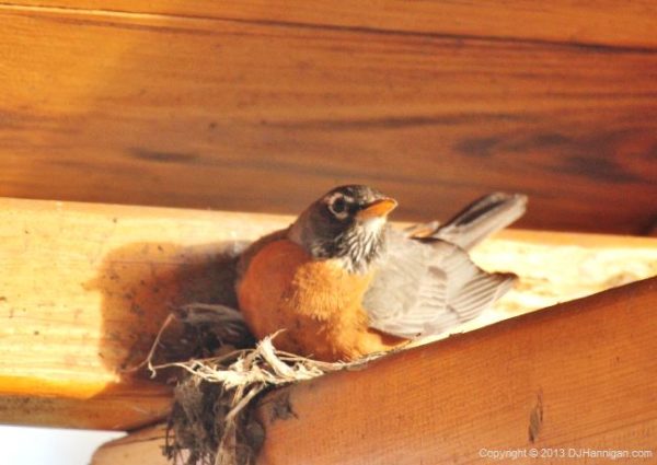 American Robin on nest