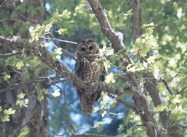 Mexican Spotted Owl
