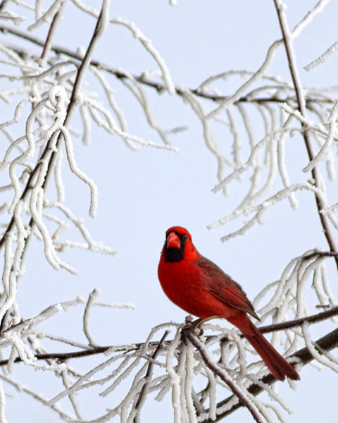 Northern Cardinal in Lamar, Colorado