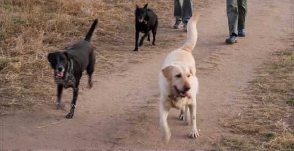dogs running off-leash at Cherry Creek State Park