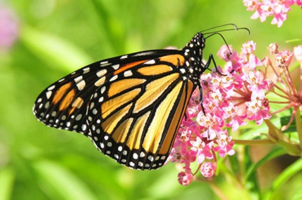 Monarch butterfly with milkweed