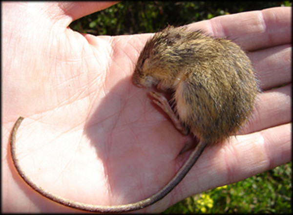 Preble's meadow jumping mouse