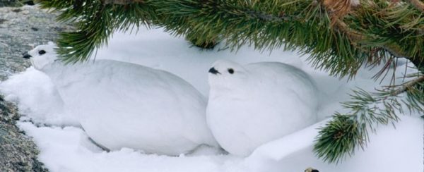 White-tailed Ptarmigan in winter plumage camouflaged with snow, Rocky Mountain National Park