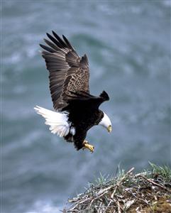 Bald Eagle and nest