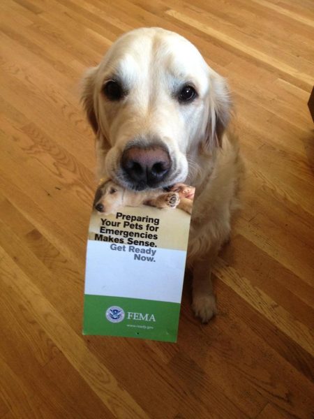 pets FEMA disaster plan