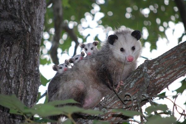 Opossum with three babies on back